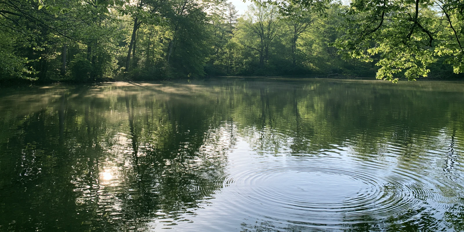 A sunlit green woodland pond with gentle ripples on the right.
